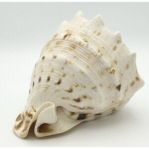 Vintage Giant Helmet Shell Horned Cassis Cornuta 6.5”x5.5”x5” Seashell